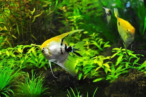Starten wir mit unserem Aquarium Guide