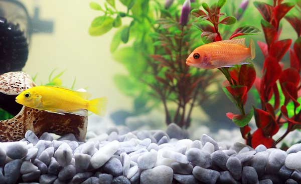 Aquaristik - wie geht's? Unser Aquarium Guide zeigt es