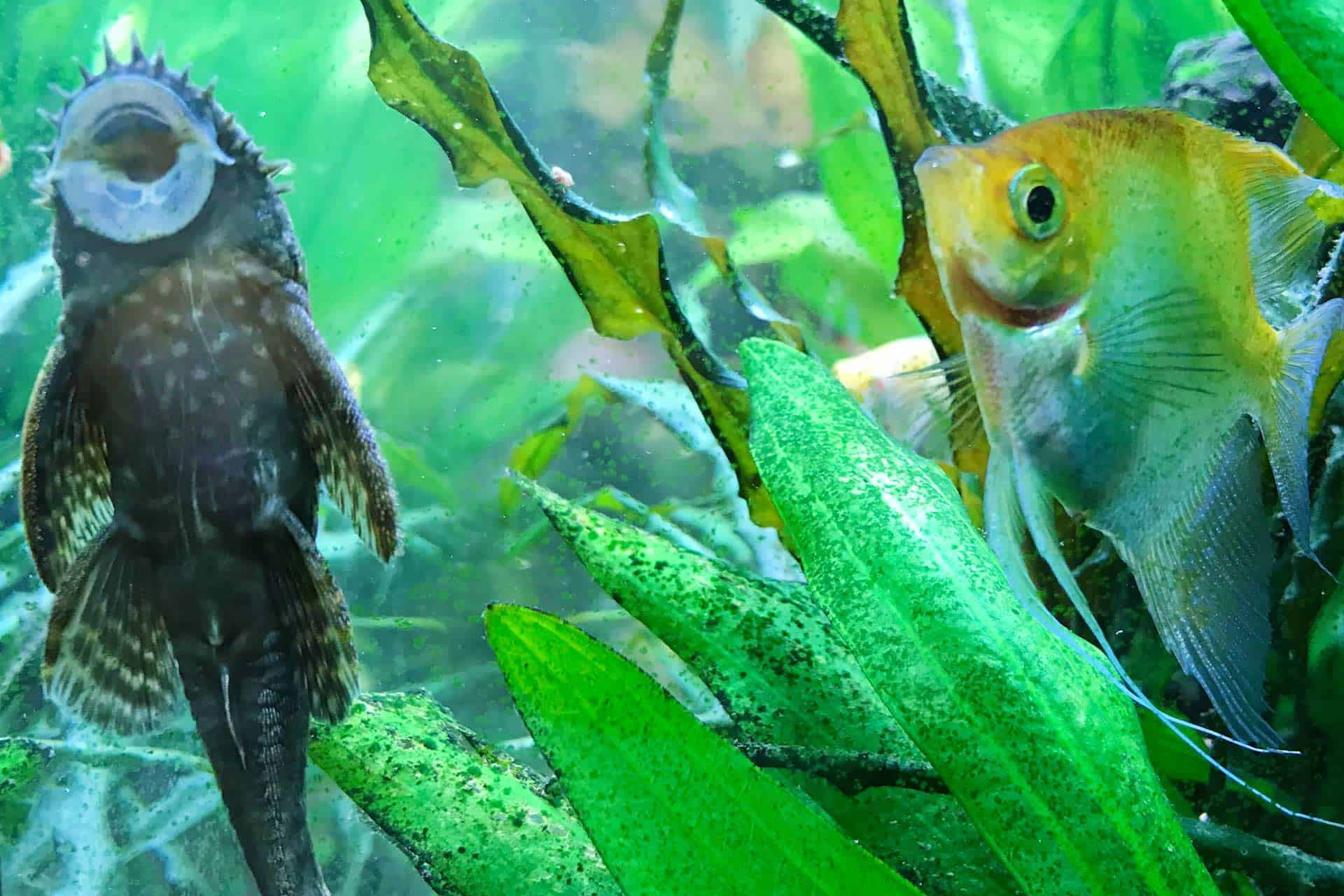 Wie Viele Fische Im 60 Liter Aquarium Aquarium 60 Liter - Aquarien 60l +++ 2022 | heimaquaristik.de