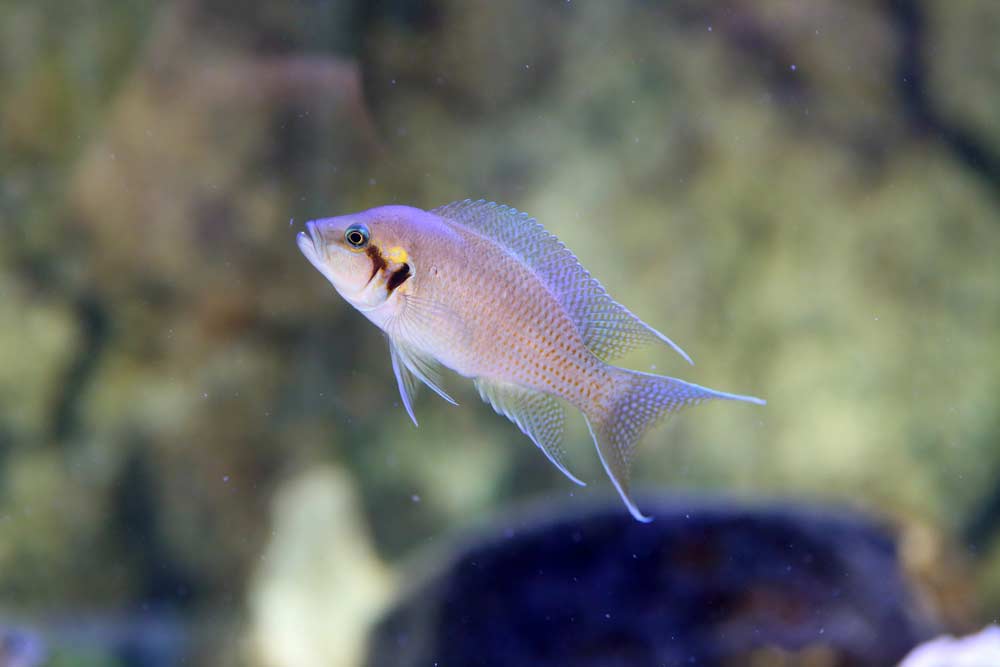 Neolamprologus brichardi (depositphotos.com)