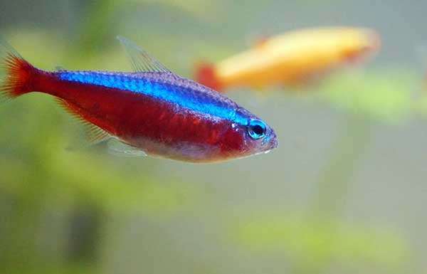 Neon Fisch
