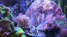 Korallenquarium