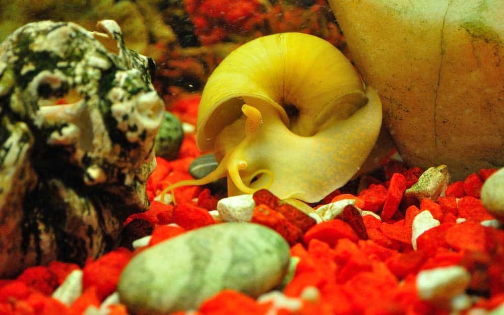 Apfelschnecke im Aquarium (depositphotos.com)
