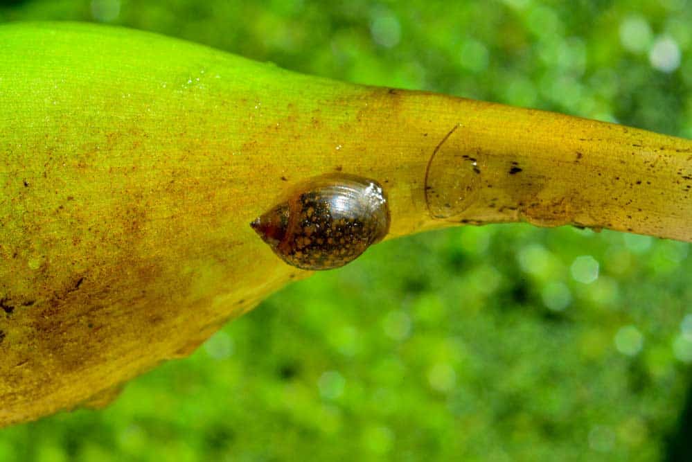 Blasenschnecke (depositphotos.com)