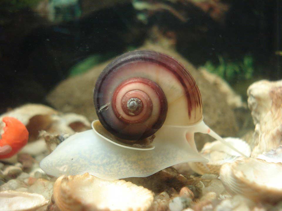 Posthornschnecke im Aquarium 