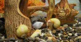 Schnecken im Aquarium (depositphotos.com)