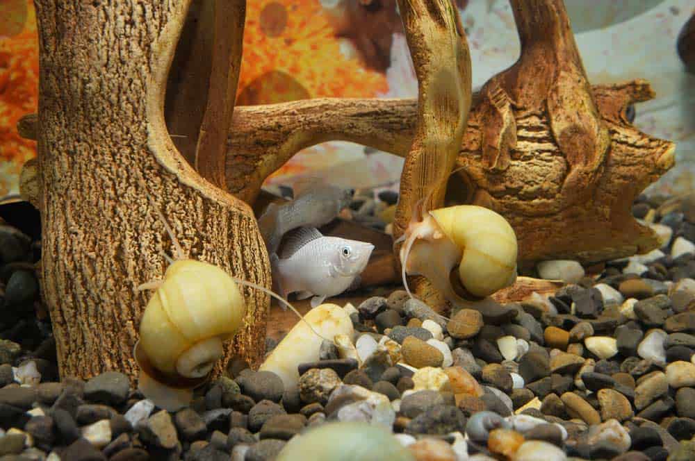 Schnecken im Aquarium (depositphotos.com)