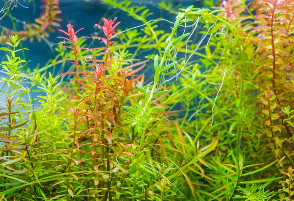 Aquarium Pflanzen - hier die Rotala Makranda (depositphotos.com)