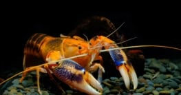 Krebs Cherax destructor (depositphotos.com)