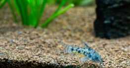 Panzerwels (Corydoras paleatus) (depositphotos.com)