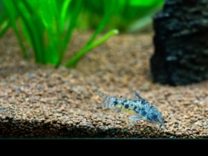 Panzerwels (Corydoras paleatus) (depositphotos.com)