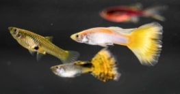 Zierfische Guppys (depositphotos.com)