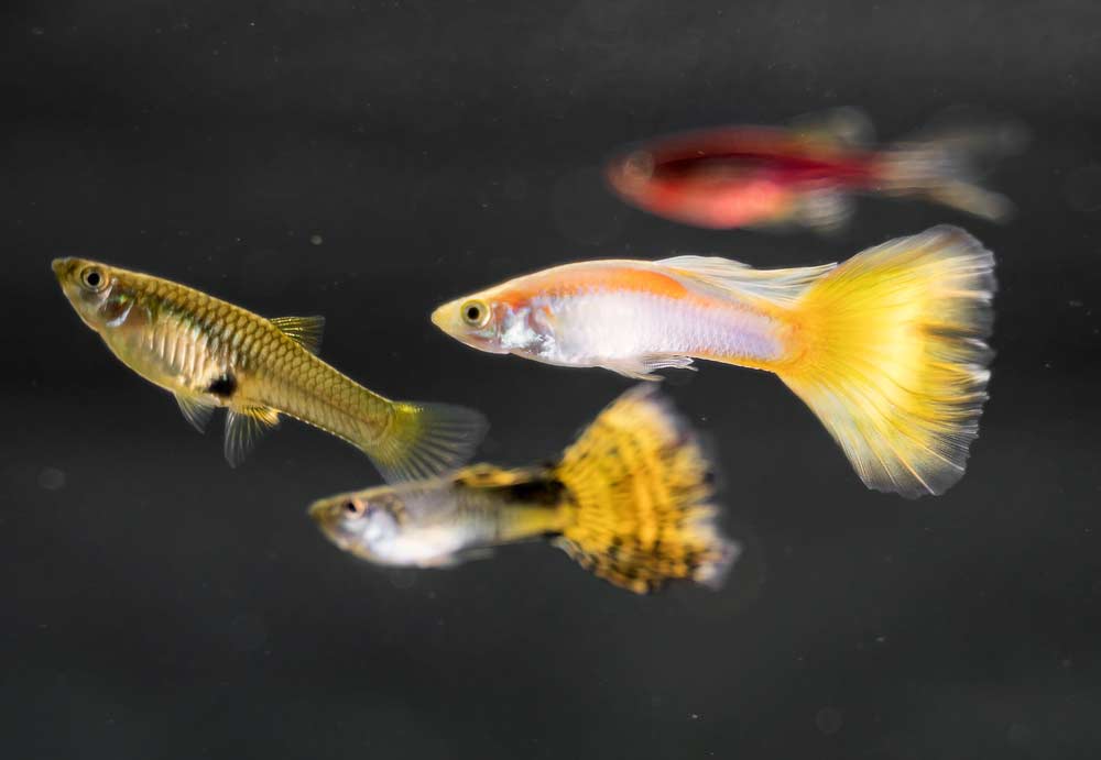 Zierfische Guppys (depositphotos.com)