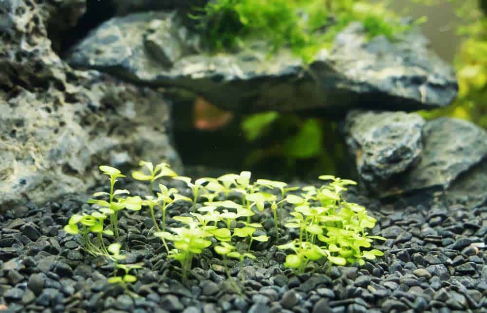 Zwerg-Perlenkraut Hemianthus (depositphotos.com)