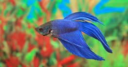 Kampffisch (Betta splendens) (depositphotos.com)