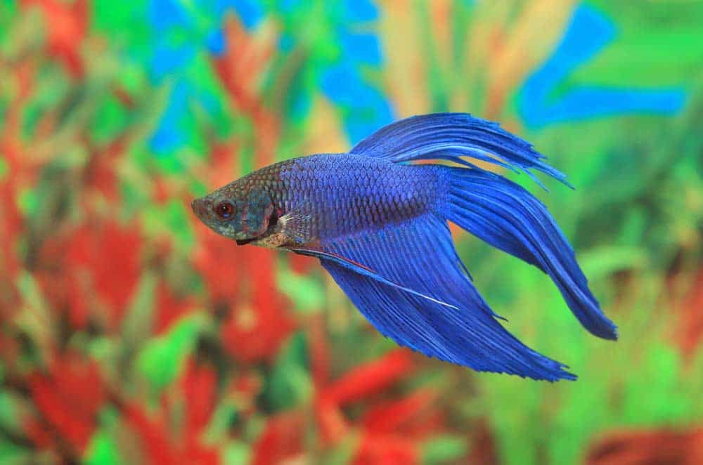 Kampffisch (Betta splendens) Kampffisch (Betta splendens) (depositphotos.com)